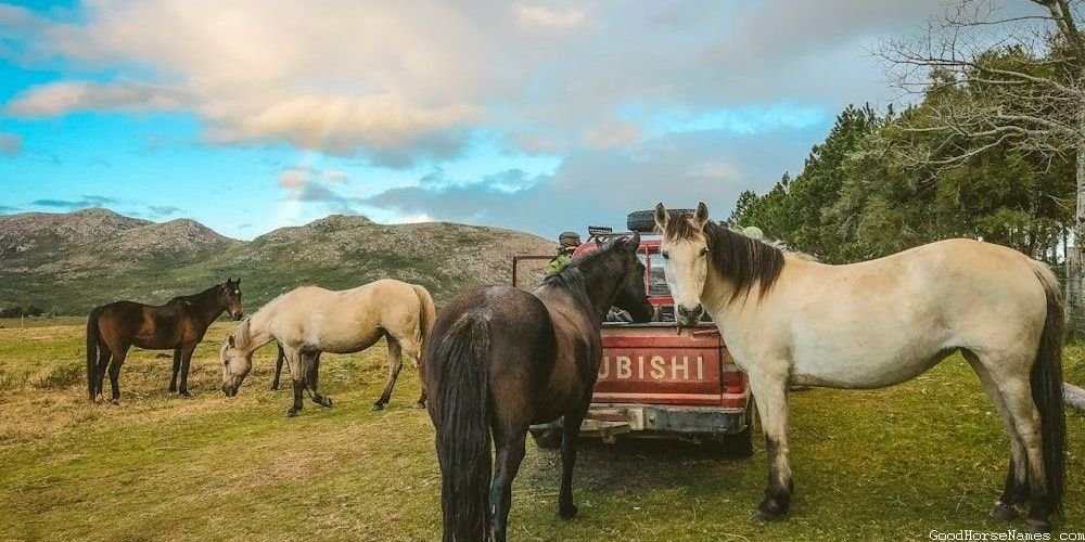 All Black Horse Fierce Names