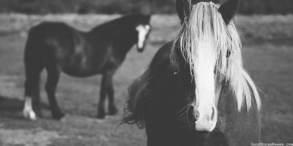 All Black Horse Names Inspired by Horse Characteristics