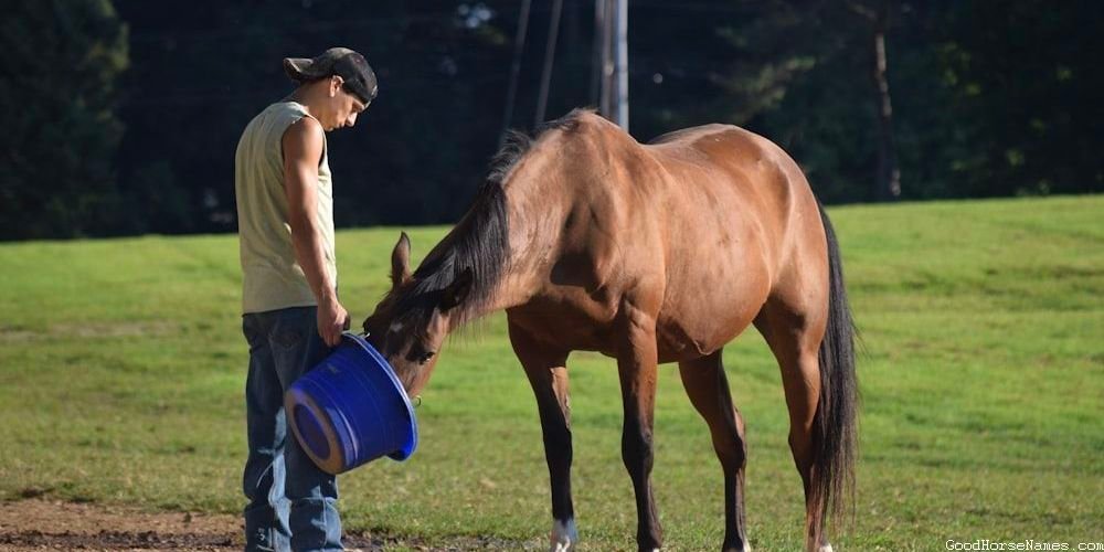 All Black Horse Names Inspired by Sports Teams