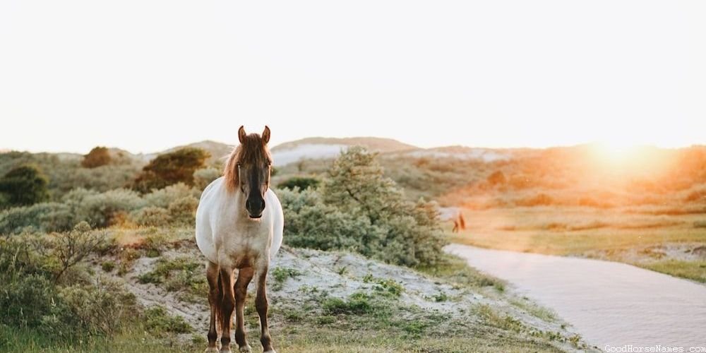 All Black Horse Regal Names