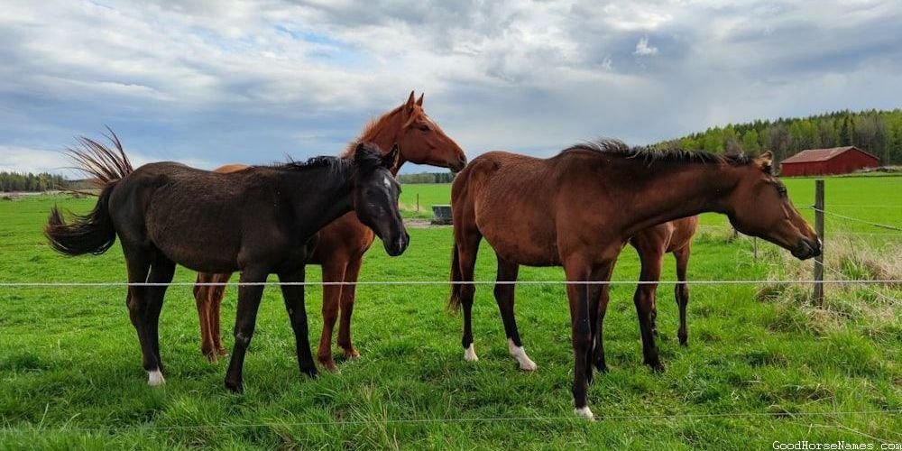 American Paint Horse Names Inspired by Horse Breed