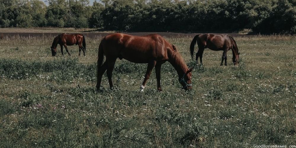 American Paint Show Horse Names