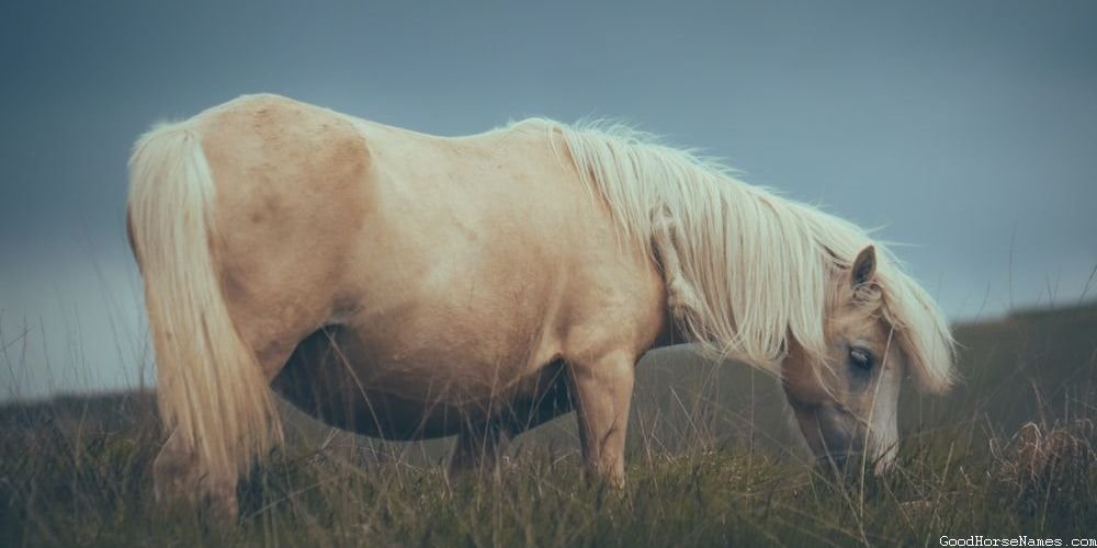 American Quarter Funny Horse Names