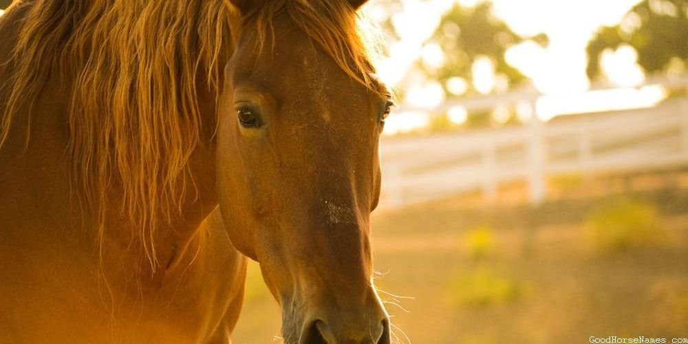 American Quarter Horse Cute Names