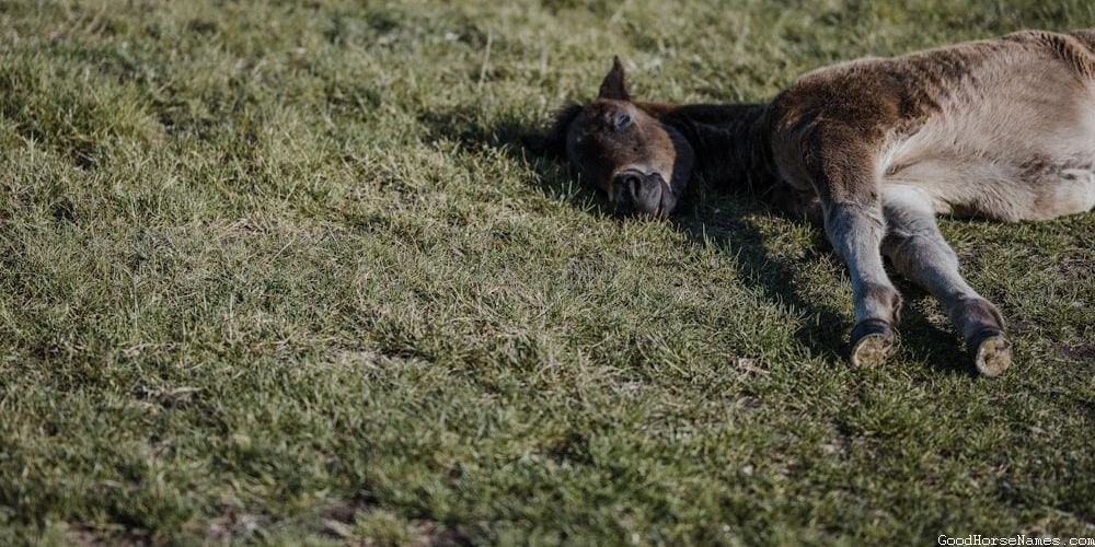 American Quarter Horse Names Inspired by Historical Figures