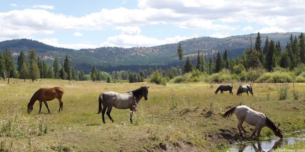 American Standardbred Medieval Horse Names