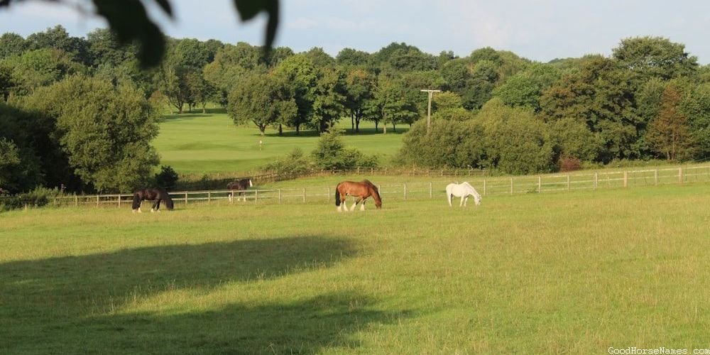 Amish Horse Medieval Names