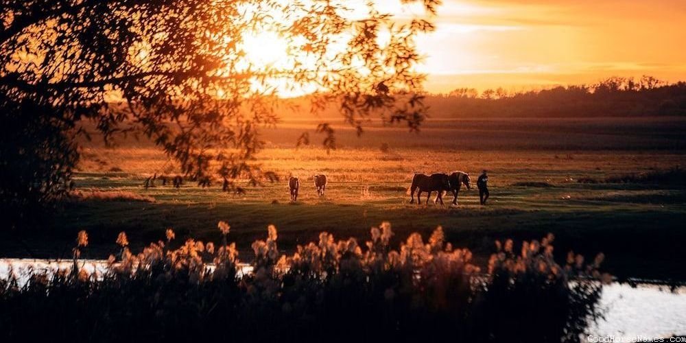 Amish Horse Names Inspired by Locations