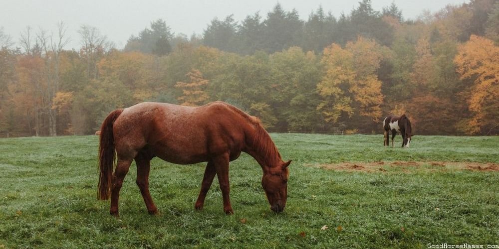 Amish Horse Names Inspired by Pop Culture