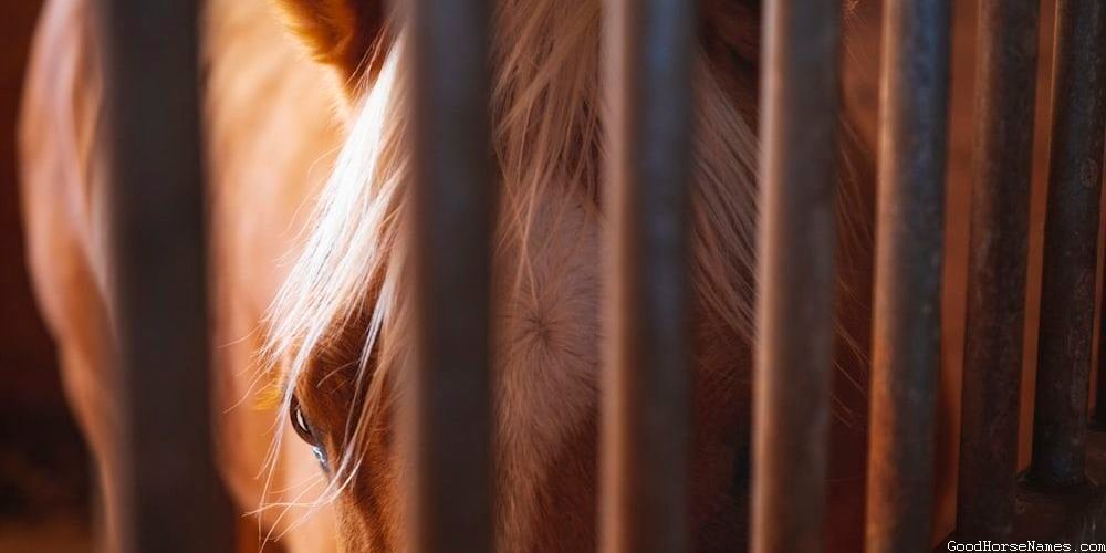 Ancient Brown and White Paint Horse Names Female