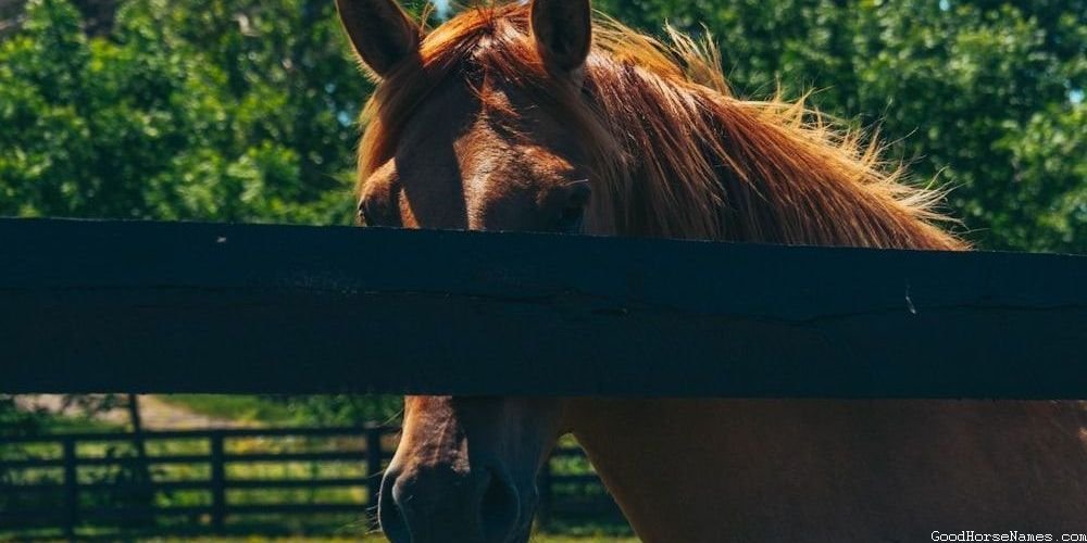 Ancient Greek Horse Names Inspired by Horse Breed