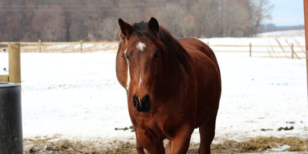 Ancient Greek Horse Royal Names