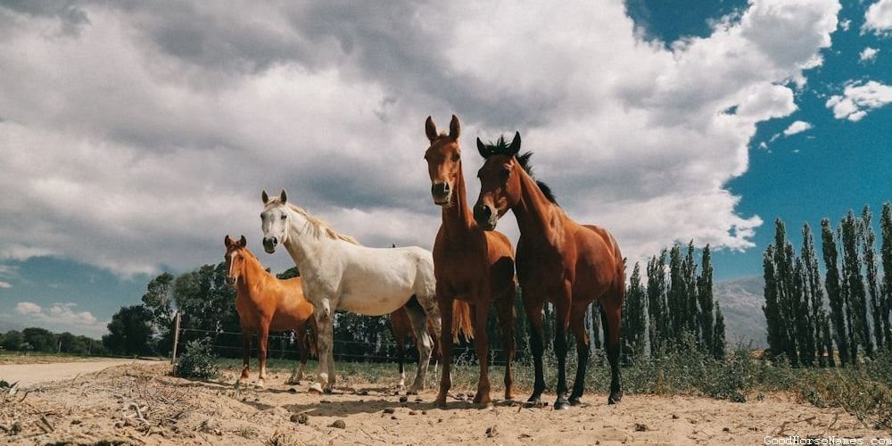 Ancient Greek Horse Unique Names