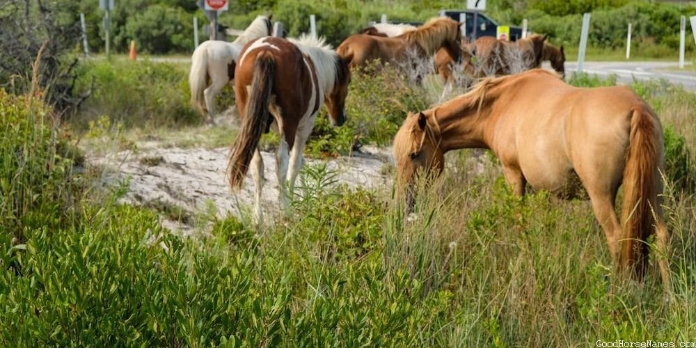 Ancient Names for Dutch Warmblood Horses