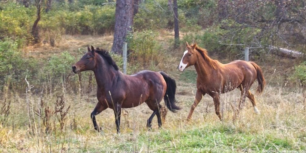 Ancient Names for Shire Horses