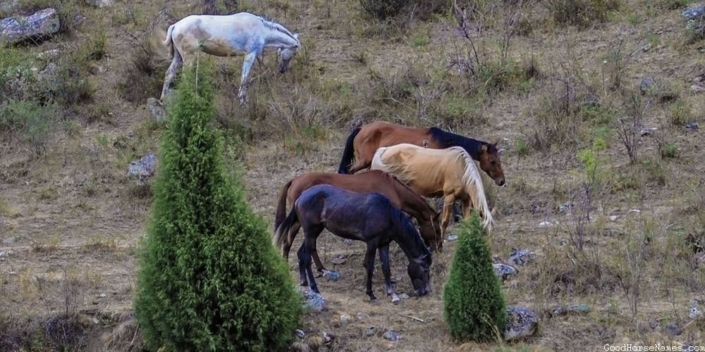 Andalusian Female Horse Names That Are Puns