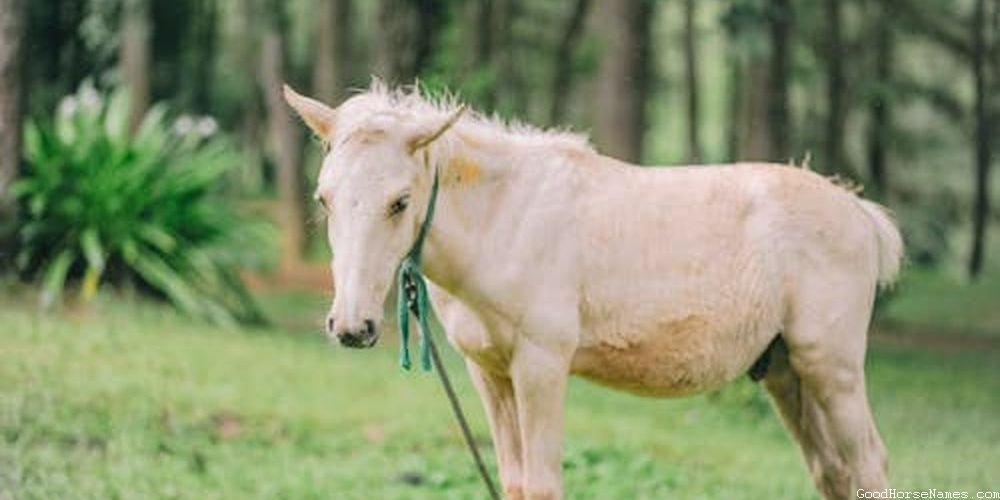 Andalusian Horse Names That Are Puns