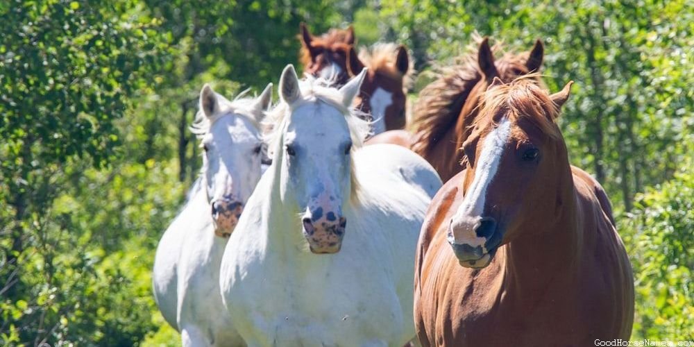 Andalusian Male Horse Names That Are Inspired by Human Names