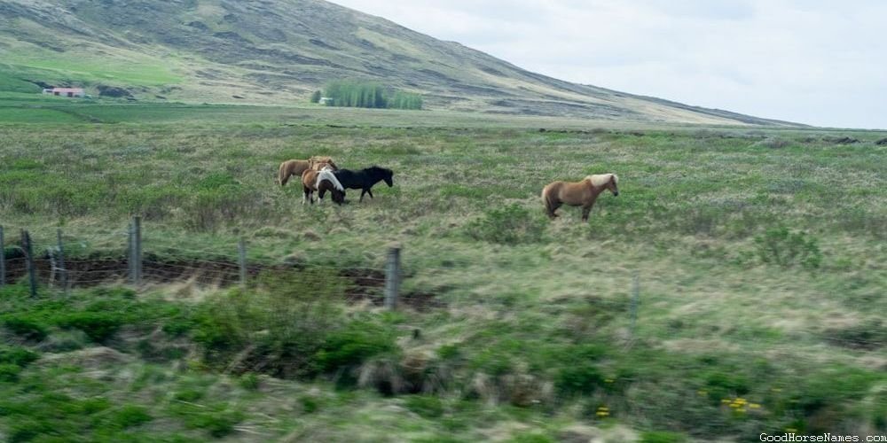 Apache Horse Names Inspired by Historical Figures