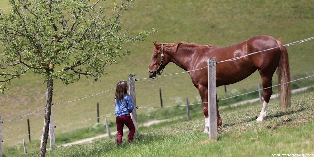 Apache Horse Names Inspired by Sports Teams