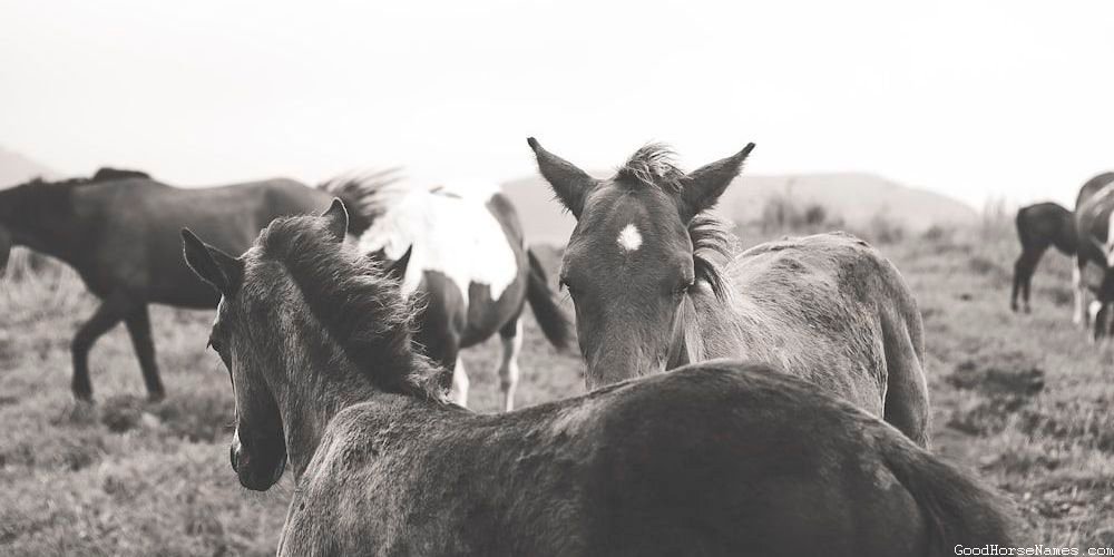 Appaloosa Horse Names Inspired by Appearance