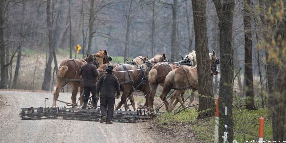 Appaloosa Horse Names Inspired by Mythology