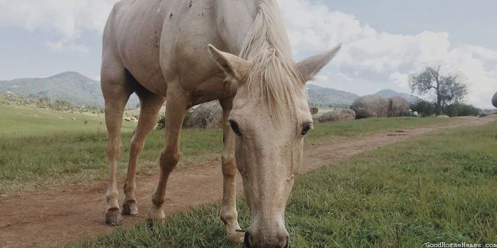 Appearance Inspired Chocolate Roan Horse Names