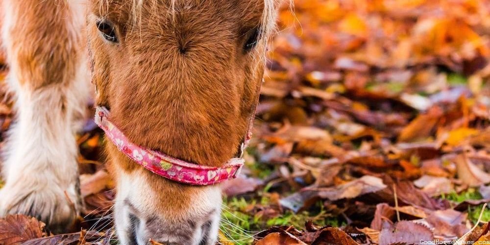 Appearance Inspired Cool Brown Horse Names