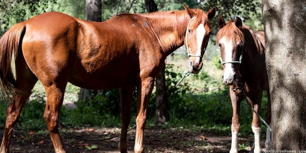 Appearance Inspired Country Girl Horse Names