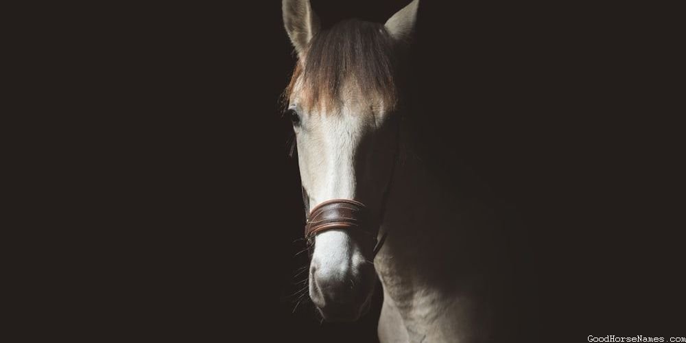 Aqha Horse Fierce Names