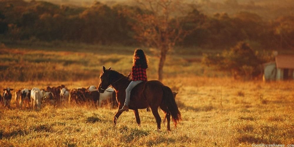 Aqha Horse Medieval Names