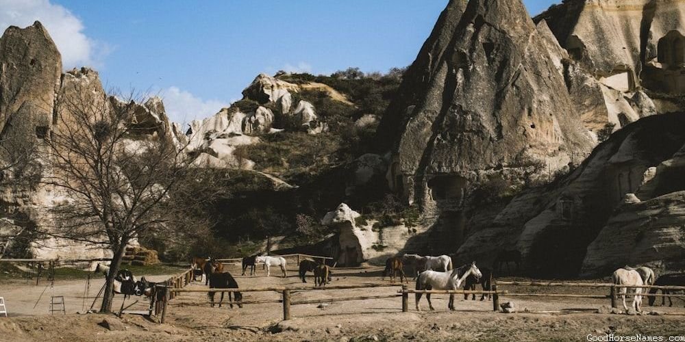 Aqha Horse Names Inspired by Horse Breed