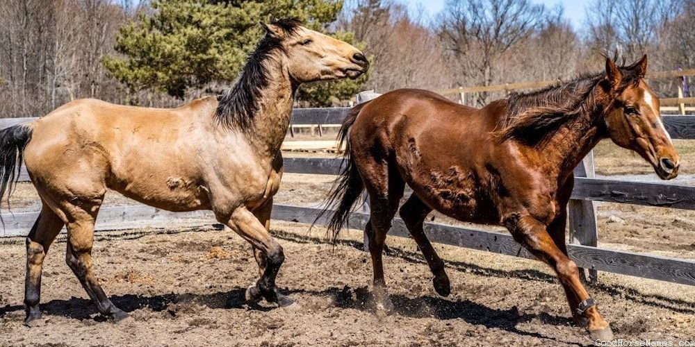 Ardennes Horse Names Inspired by Locations