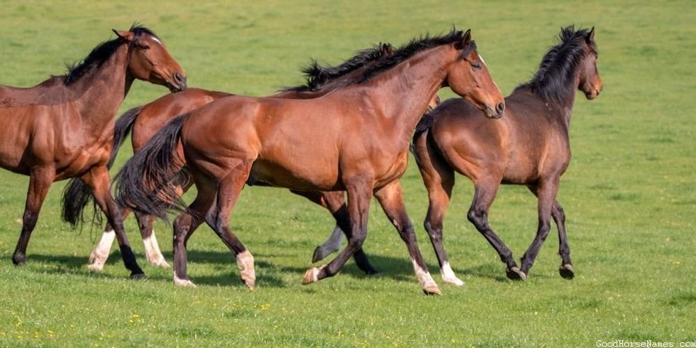 Army Horse Names Inspired by Emotions