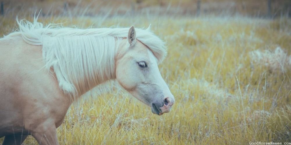 Army Horse Names Inspired by Locations