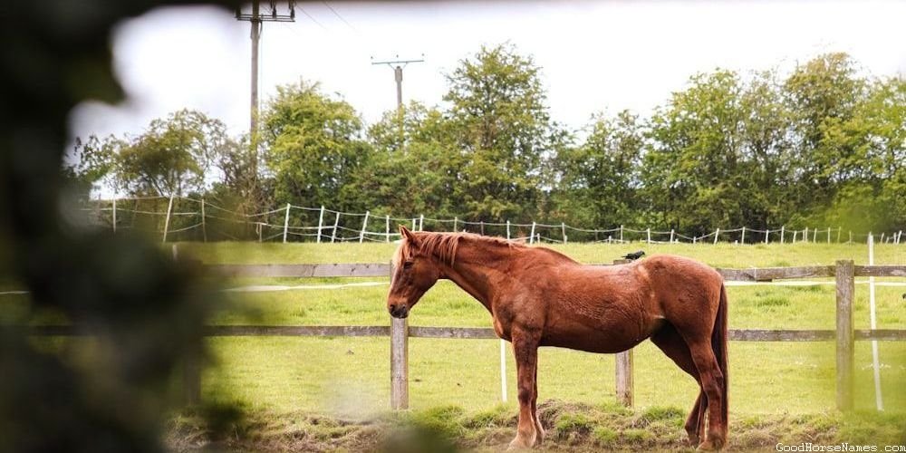 Asian Horse Names That Are Puns