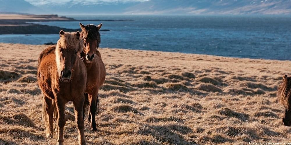 Asian Horse Sassy Names