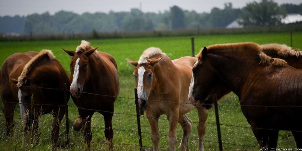 Australian Horse Names Inspired by Sports Teams