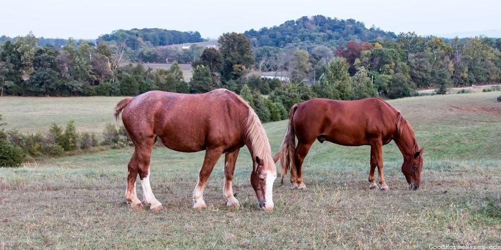 Australian Horse Names That Sound Awesome