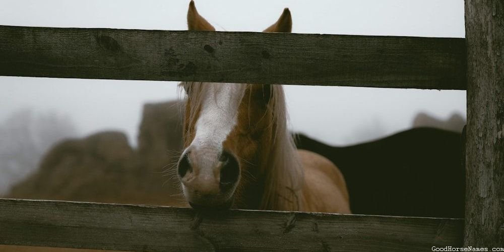 Baby Boy Horse Names Inspired by Pop Culture