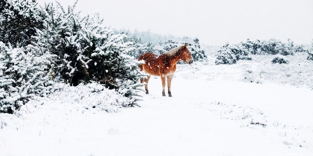 Baby Girl Horse Popular Names