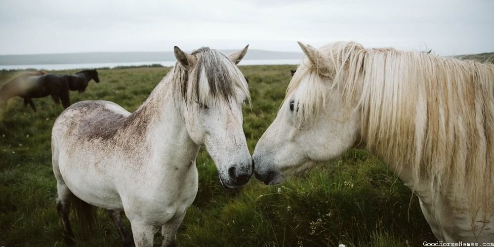 Badass Black Horse Names Inspired by Emotions