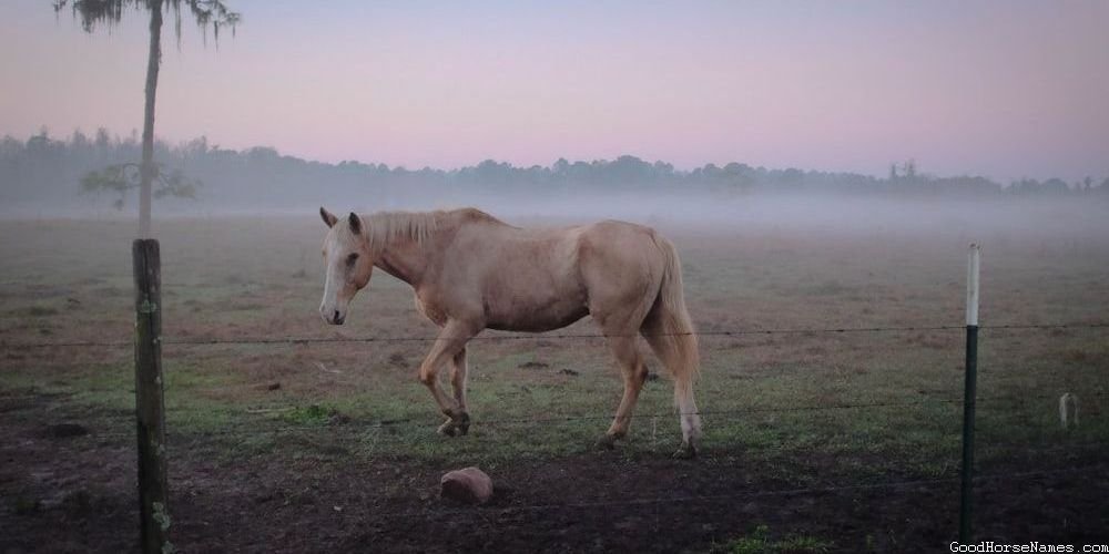 Badass Black Horse Popular Names