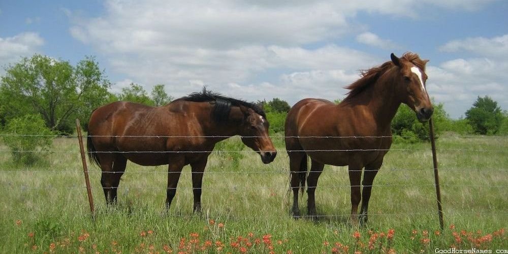 Bay Horse Ancient Names