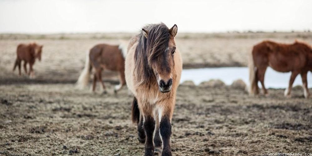 Beautiful Black Horse Popular Names