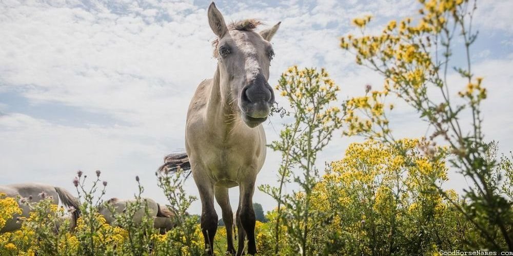 Beautiful Female Popular Horse Names