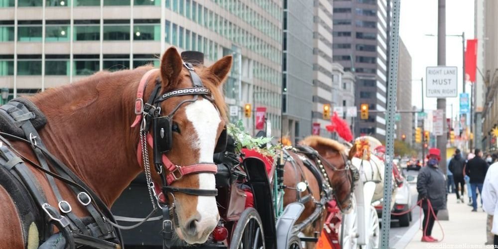 Belgian Horse Regal Names