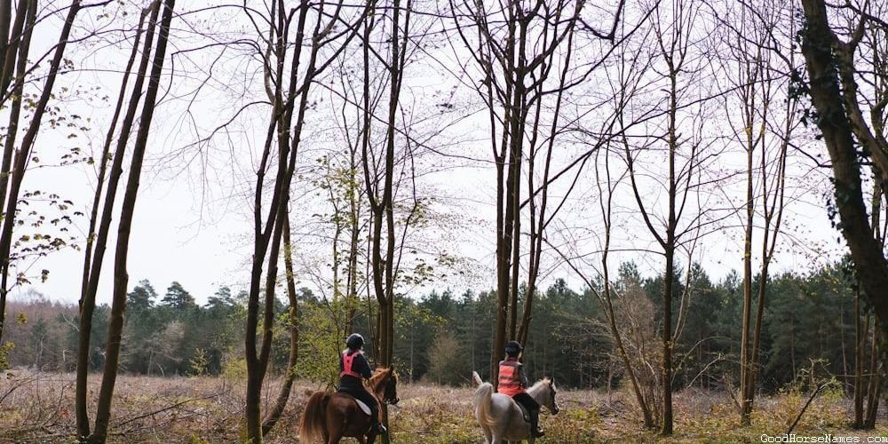 Best White Horse Names