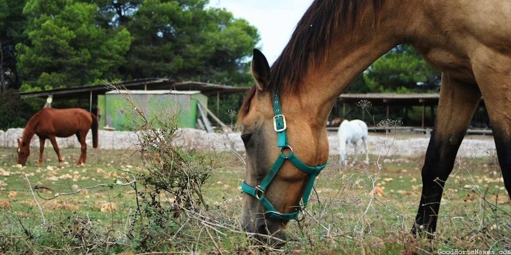 Blonde Horse Literature Inspired Names