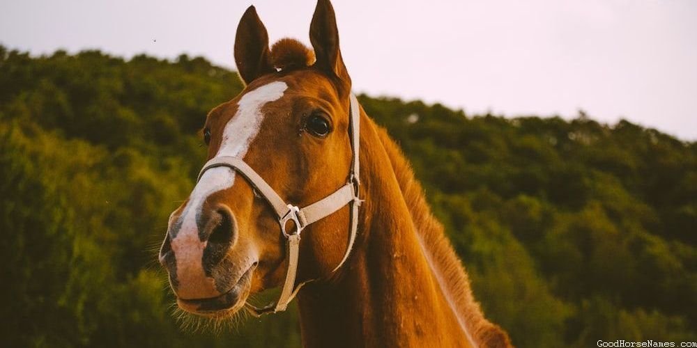 British Horse Popular Names